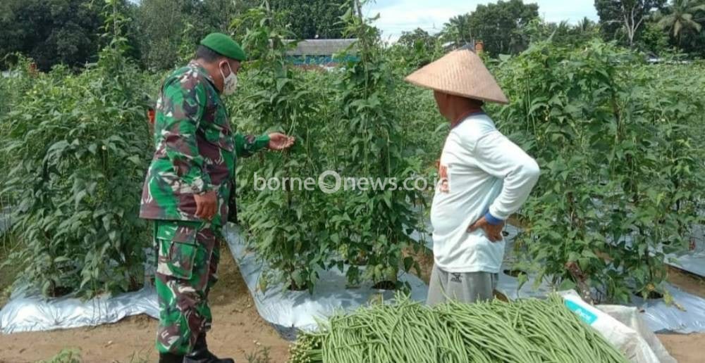 Babinsa Koramil Pangkalan Banteng Dukung Petani Wujudkan Kemandirian Pangan