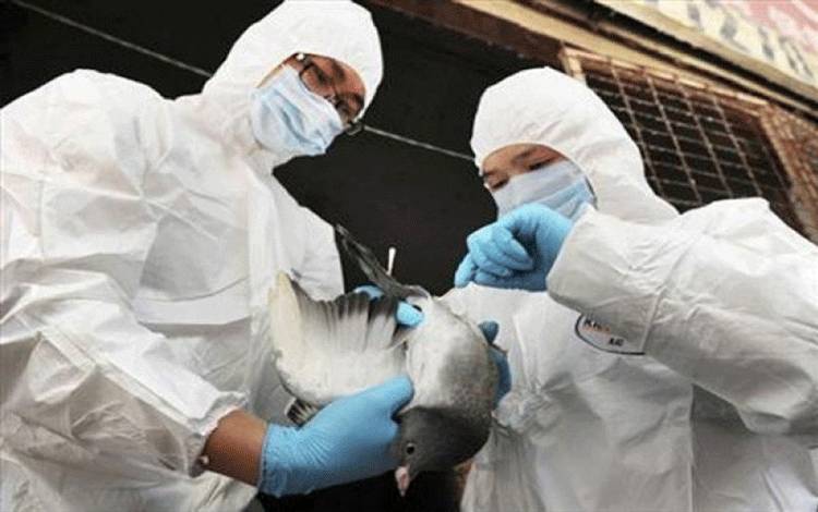 Jerman akan Musnahkan 62.000 Unggas Kasus Flu Burung