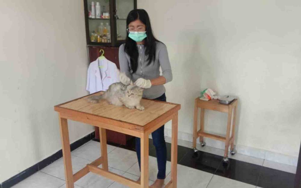 Kasi Kesehatan Hewan Distan Kapuas, Anik Ariswandani saat memeriksa kucing peliharaan milik warga.