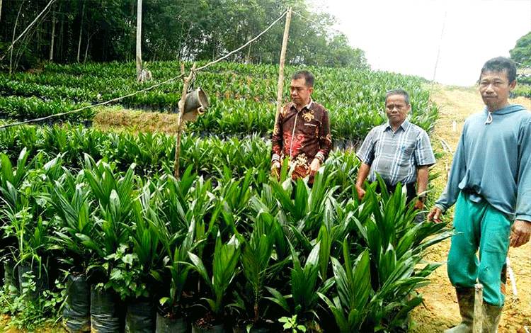 Dinas Pertanian Barito Utara Lakukan Pembinaan Petani Sawit