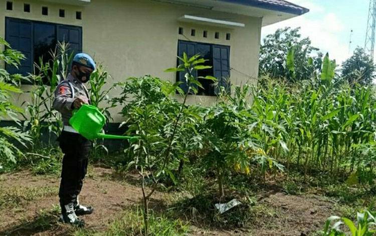 Personel Polsek Basarang saat meninjau kebun sayur di lahan sekitar Mako Polsek setempat.