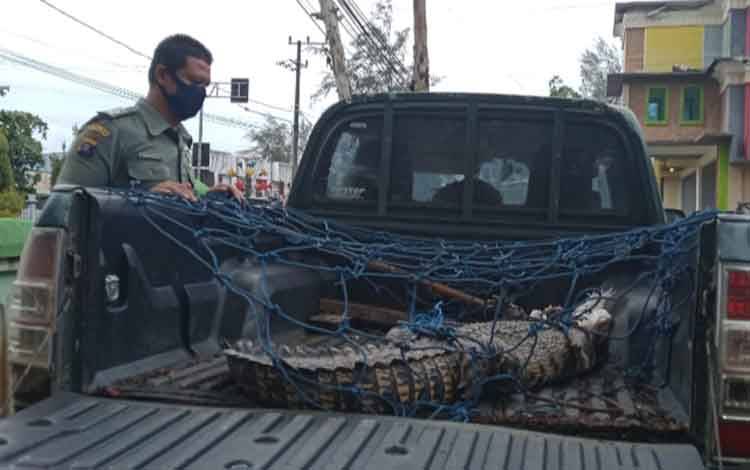 Buaya yang Ditangkap Warga Kumai Bakal Dilepasliarkan di SM Sungai Lamandau