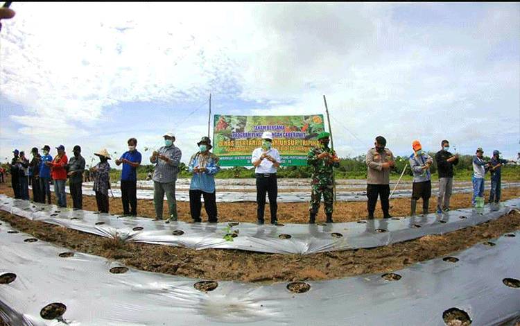 Plt Kadis Pertanian Barito Utara Syahmiludin A Surapati bersama unsur Tripika Teweh Selatan, Kades Trinsing dan lainnya melakukan penanaman cabai bersama di lahan Poktan Berkat Setia Desa Trinsing.
