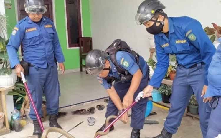 Dinas Damkar dan Penyelamatan Kotim Evakuasi Ular Kobra yang Masuk Rumah Warga