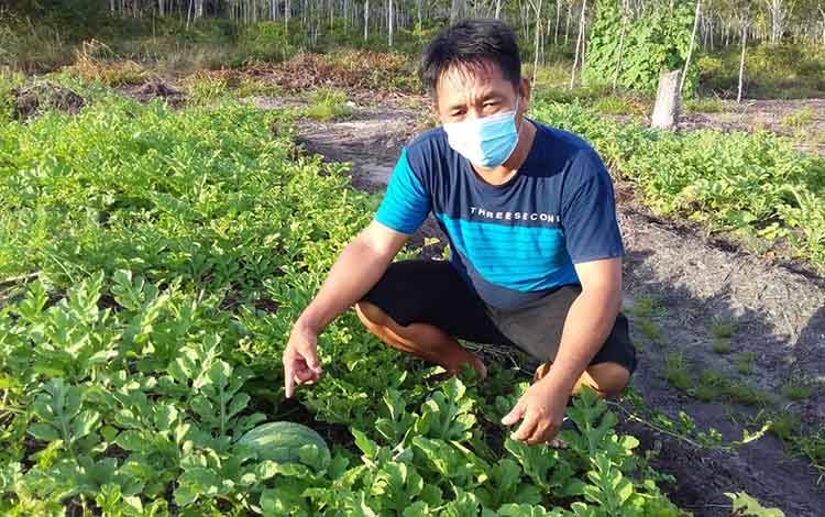 Pemerintahan Desa Sababilah Budidaya Semangka