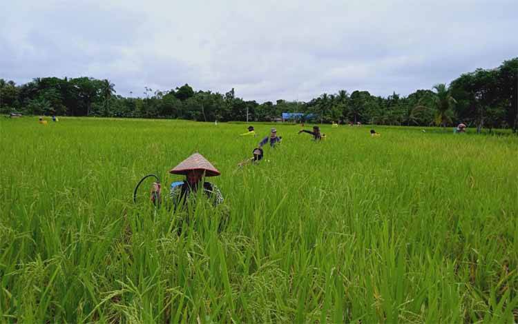 Petani di Barito Timur Keluhkan Kelangkaan Pupuk Subsidi