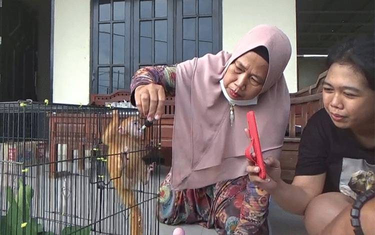 Seekor Lutung Merah Langka Dievakuasi dari Warga Sampit