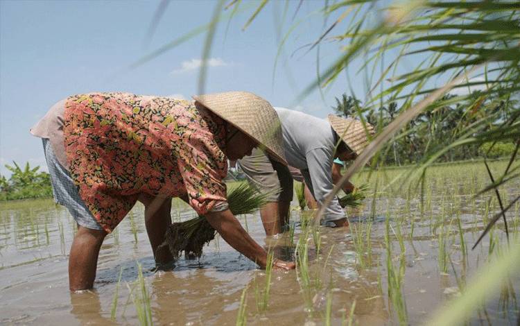 Ilustrasi - Petani menanam padi di sawah. ANTARA/HO-Dok KKP