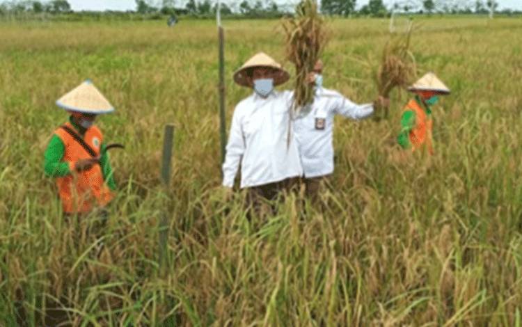 Ini yang Dilakukan BRGM untuk Budidaya Padi di Kalteng