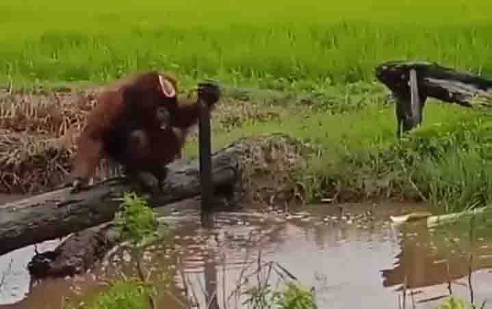 Seekor orangutan dewasa terlihat bermain-main di parit tepi sawah Desa Lampuyang.