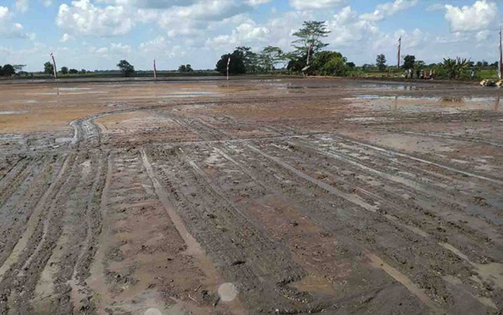 Budidaya Jeruk Dikembangkan di Kawasan Food Estate