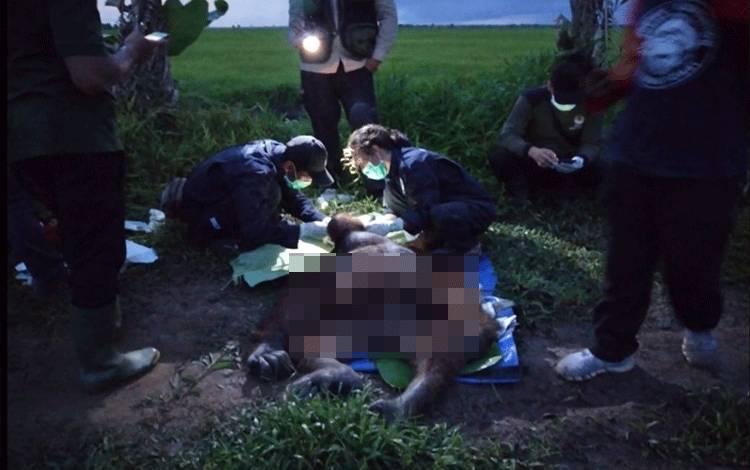 Orangutan Yang Dievakuasi di Desa Lampuyang Ternyata Mengalami Luka di Kepala