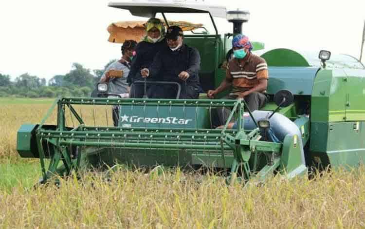 Dinas TPHP Kalteng Prediksi 99 Hektare Food Estate Masuki Masa Panen di Februari
