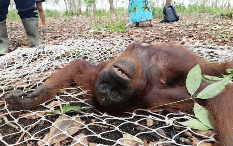 Seekor induk betina orang utan (Pongo pygmaeus) dalam kondisi dibius saat diselamatkan bersama anaknya di sebuah kebun warga di Jalan Jenderal Sudirman km 11 Sampit, Minggu (31/1/2021). (FOTO ANTARA/HO-BKSDA Pos Sampit)