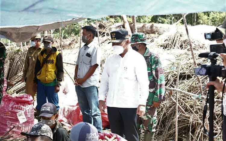 Total 537 Hektare Lahan Gunung Mas Siap Ditanami Singkong
