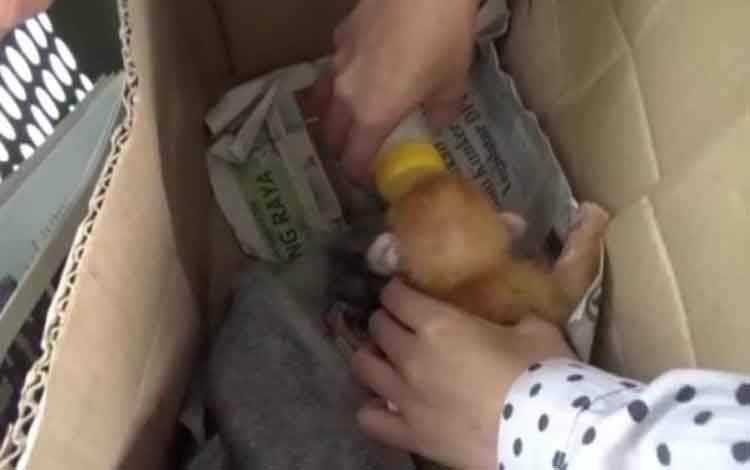 BKSDA SKW II Pangkalan Bun Rawat Bayi Lutung Merah Dari Warga