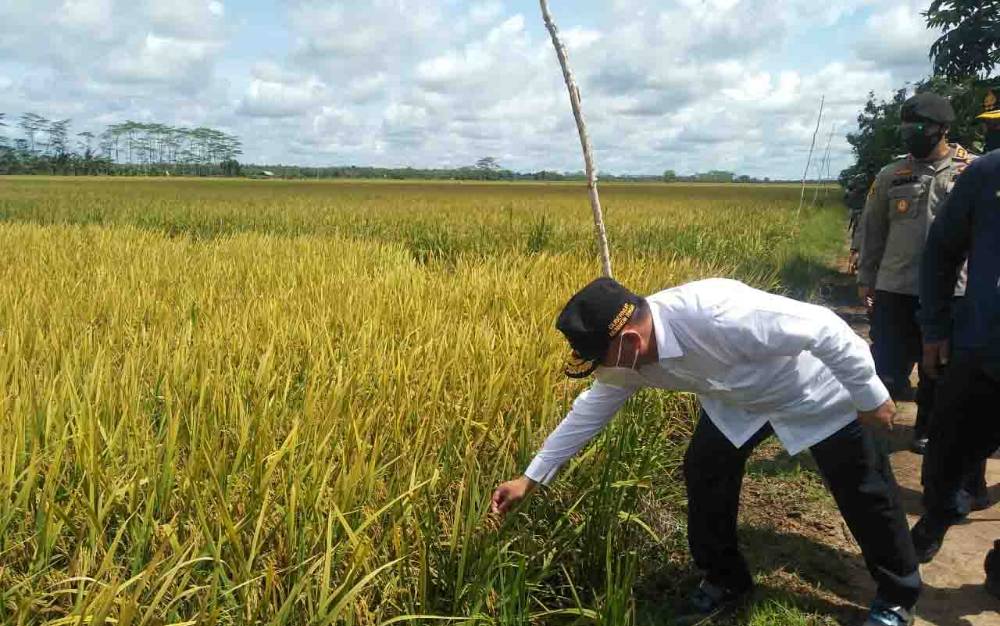 Gubernur Kalteng Ingatkan Pentingnya Asuransi di Bidang Pertanian