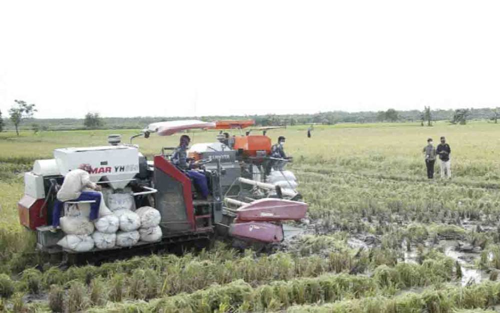 Menteri Pertanian Harap Ubinan Food Estate Capai 5 Ton Perhektar