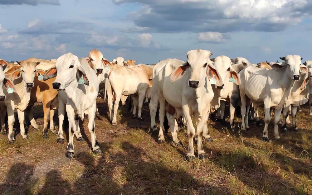 Sukamara Ranch untuk Wujudkan Swasembada Daging