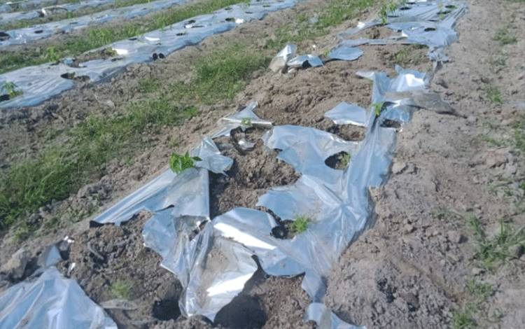 Kawanan Sapi Rusak Kebun Warga Desa Sungai Melawen, Kades Bakal Tindaklanjuti Keluhan Warga