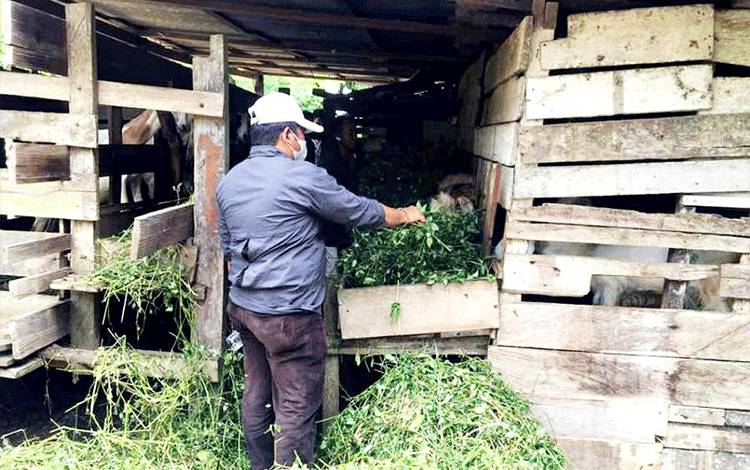 Kadis Nakertrans Kop dan UKM Barito Utara Tinjau Peternakan Kambing di Tawan Jaya