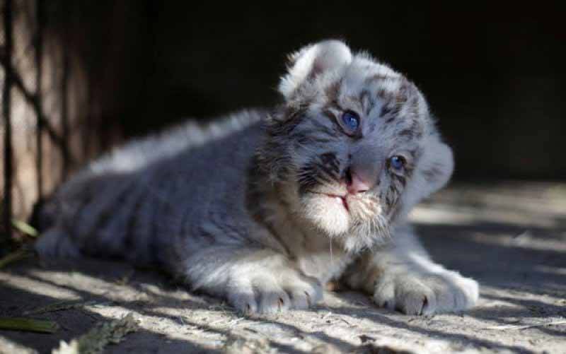 2 Bayi Harimau Putih Tewas, Kemungkinan Gara-gara Covid-19