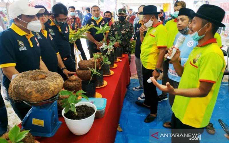 Tanah Kotawaringin Timur Sangat Cocok untuk Budidaya Porang
