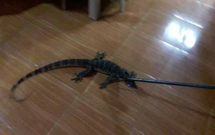 Petugas Damkar Kota Palangka Raya mengevakuasi biawak yang masuk rumah warga