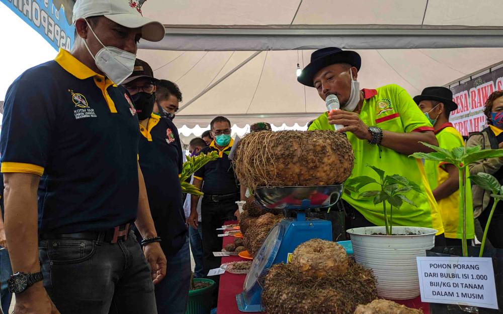 Bupati Kotim Supian Hadi saat melihat hasil budidaya porang petani