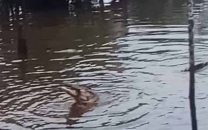 Tangkapan layar rekaman video kemunculan buaya di Desa Bangkuang Makmur, Rabu, 17 Februari 2021.