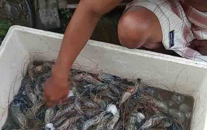 Harga Udang Galah di Sampit Masih Tinggi Membuat Daya Jual Rendah