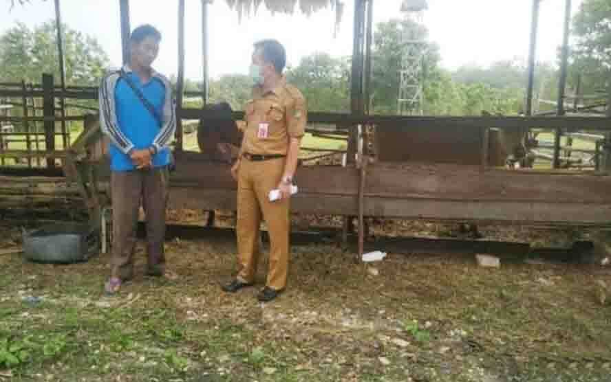 Peternak Sapi Perlu Benahi Sistem Manajemen