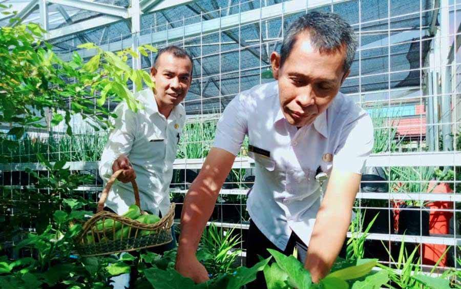 Tanaman Sayur Hidroponik Dinas Ketahanan Pangat Barito Utara Dipanen per 30 Hari