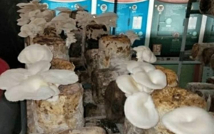 Warga Binaan Rutan Kuala Kapuas Kembali Panen Jamur Tiram Hasil Budidaya