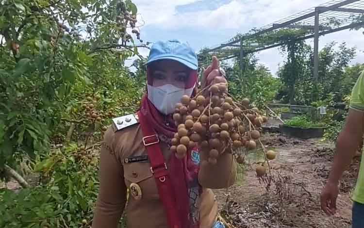 Usaha Perkebunan Rakyat Perwujudan Ekonomi Cerdas