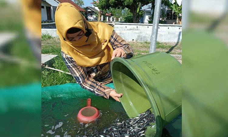 Potensi Balai Benih Ikan Sei Batang Kapuas Digali untuk Tingkatkan PAD 2021