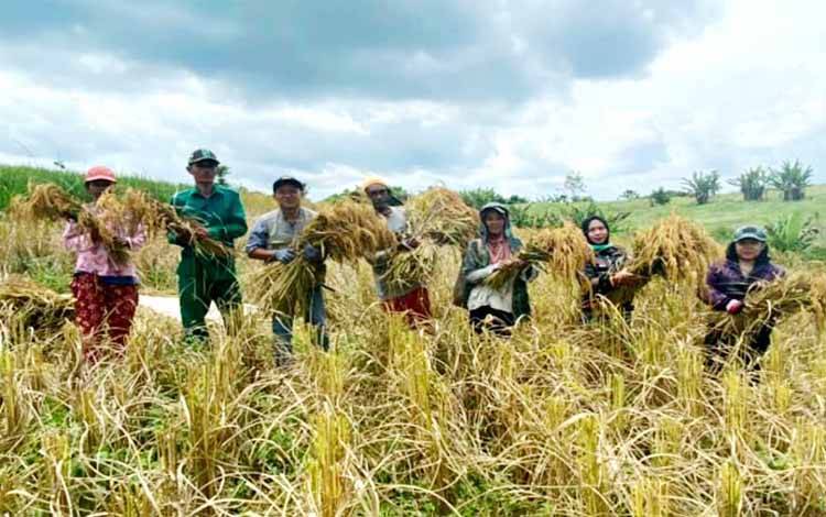 Hasil Musim Tanam Okmar 2020-2021 di Barito Utara Sangat Menggembirakan
