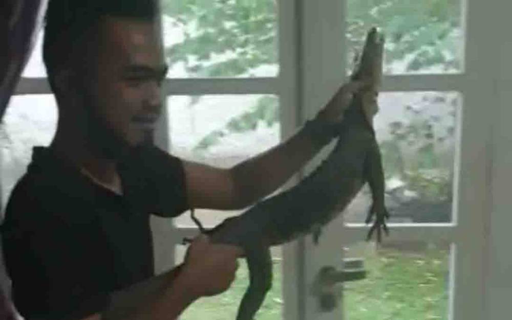 Komunitas Pencinta Reptil Kumai Evakuasi Biawak Dari Kolong Ranjang Warga