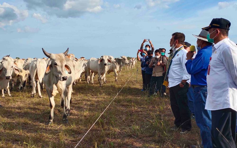 Bupati: Sukamara Ranch Banyak Berikan Peluang Bagi Masyarakat