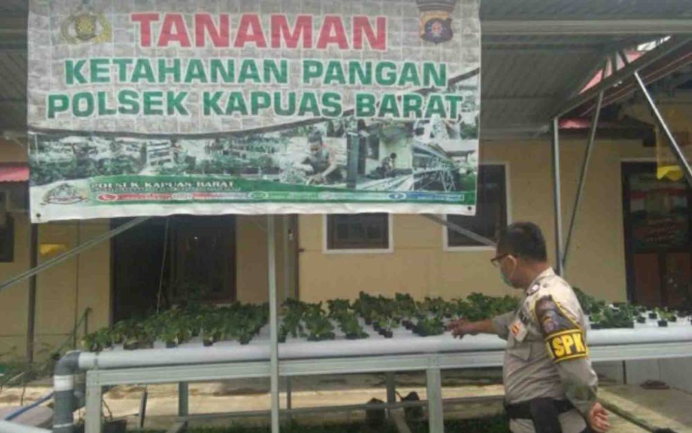 Polsek Kapuas Barat Kembangkan Tanaman Hidroponik Dukung Ketahanan Pangan