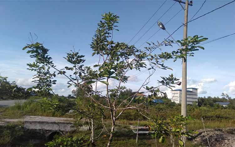 Sebagian Lampu PJU di Jalan Soekarno-Hatta Kasongan Tidak Nyala