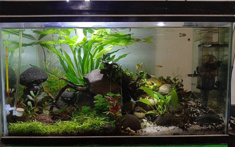 Membaca Peluang Menghasilkan Uang dari Aquascape