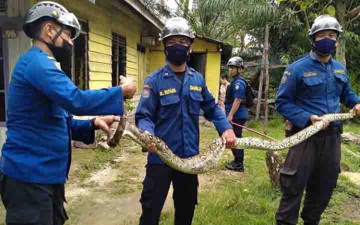 Ular Sanca Batik Panjang 4 Meter Makan Ternak Warga Hasan Mansur Baamang