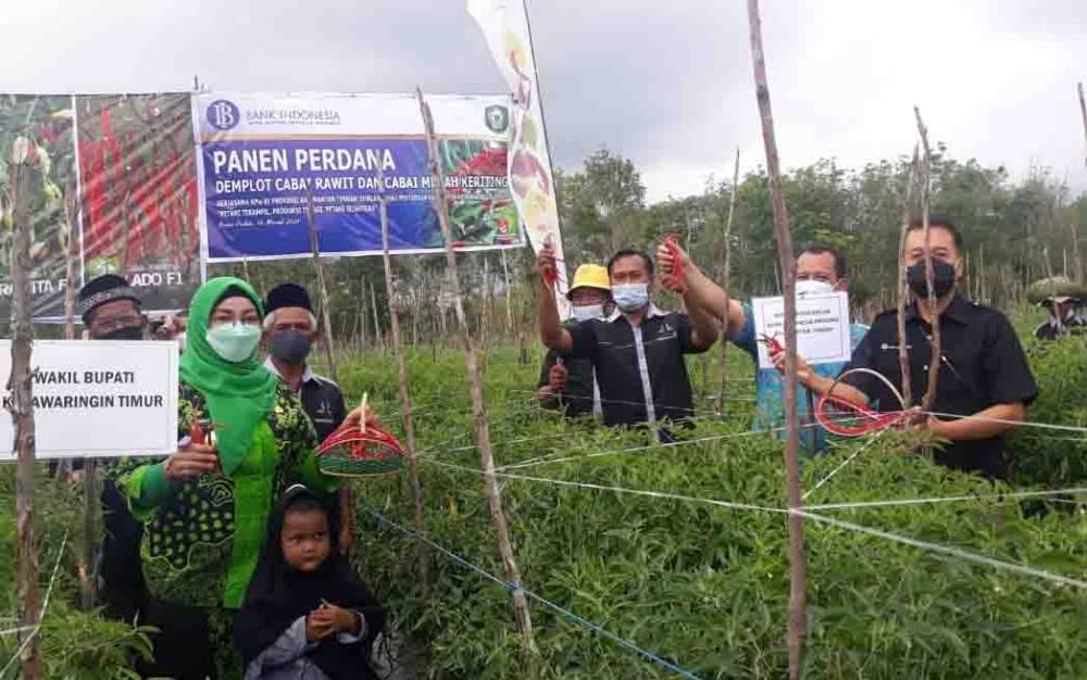 Poktan Margo Mulyo Pasir Putih Lakukan Panen Perdana Demplot Cabai di Kotim