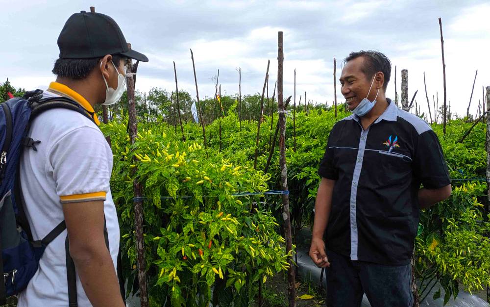 Ada 12 Ribu Batang Cabai yang Tumbuh di Kawasan Demplot Pasir Putih