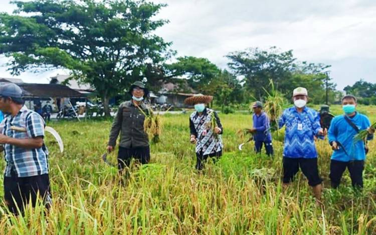Kepala Dinas Pertanian Barito Utara Panen Padi Bersama Petani