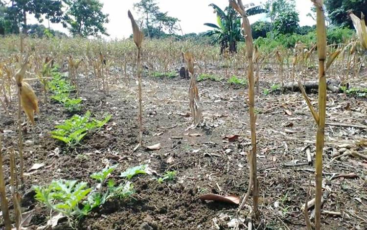 Dinas Pertanian Barito Utara Ajak Petani Berinovasi dalam Optimalisasi Lahan