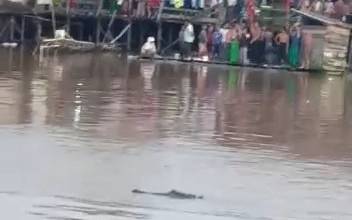 Buaya di Permukiman Warga Bantaran Sungai Arut Bikin Heboh
