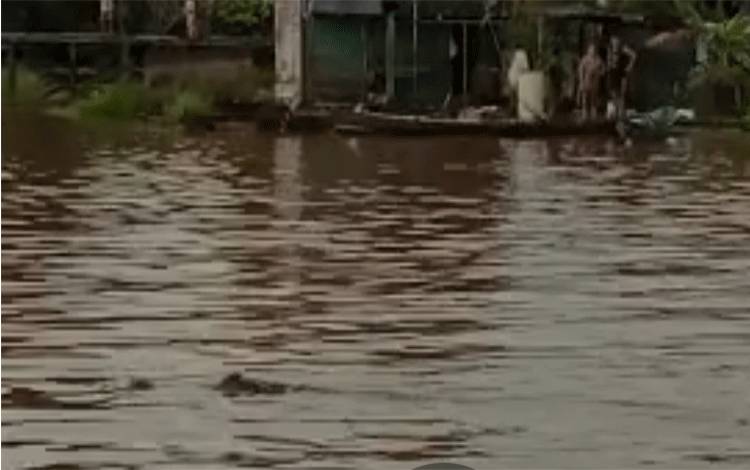 Buaya Kembali Muncul di Sungai Arut, Damkar Kobar Imbau Masyarakat Waspada