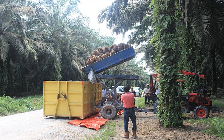 Penghimpunan Dana Perkebunan Kelapa Sawit untuk Keberlangsungan Sawit di Indonesia